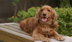 可卡犬多少錢一只？如何選購與飼養(yǎng)可卡犬