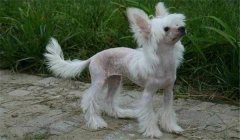 冠毛犬多少錢(qián)一只？怎樣選購(gòu)與飼養(yǎng)中國(guó)冠毛犬