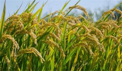 為什么說農(nóng)作物白根有勁、黃根保命、黑根生病
