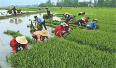 中稻什么時(shí)候下種、幾月收割？