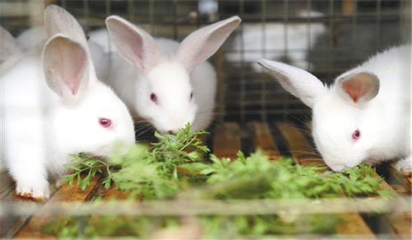 喂新鮮、優(yōu)質(zhì)的飼料