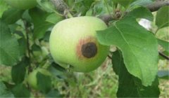蘋(píng)果腐爛病用什么藥最有效，如何預(yù)防？