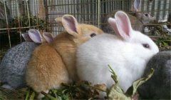 泌乳母兔的飼養(yǎng)管理，提供泌乳母兔飼料配方