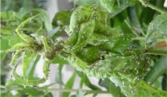 繡線菊蚜危害癥狀，種植蘋(píng)果如何防治繡線菊蚜