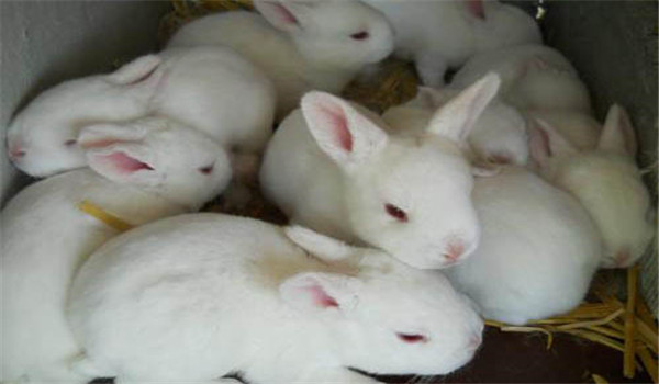 飼草飼料要新鮮、干凈