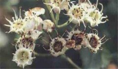 山楂花腐病怎么防治，患病山楂有何癥狀