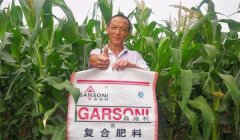玉米基肥比例多少好，玉米基肥施多少合適？