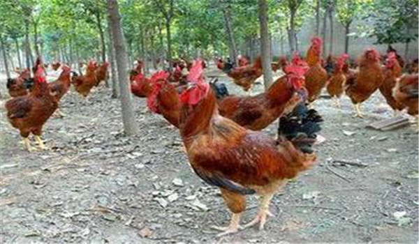 種雞公、母要分開飼養(yǎng)