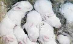 仔兔的飼養(yǎng)管理要點(diǎn)，仔兔睡眠期管理的方法