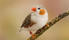 珍珠鳥(niǎo)怎么養(yǎng)，珍珠鳥(niǎo)的飼養(yǎng)與繁殖方法