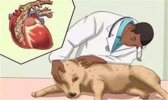 狗鉤蟲病的癥狀 狗鉤蟲病怎么治、多久可以治好