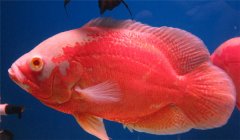 豬仔魚水溫多少合適 豬仔魚怎么養(yǎng)？
