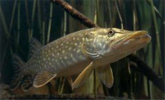 白斑狗魚怎么養(yǎng)，白斑狗魚養(yǎng)殖技術(shù)要點