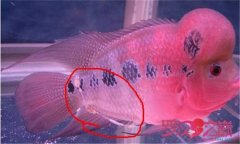 魚腸炎的癥狀及治療方法，魚腸炎用什么藥效果