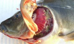 魚爛鰓病怎么處理 爛鰓病怎么治、用什么藥治療