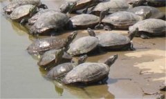 甲魚繁殖季節(jié)、技術(shù)要點與主要步驟