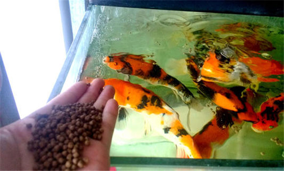 甲魚的攝食、生長(zhǎng)與溫度之間的關(guān)系