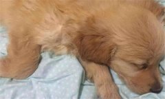 犬瘟熱初期癥狀 犬瘟熱的治療方法、怎么引起的