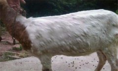 羊痘病的癥狀與治療方法、流行特點(diǎn)
