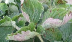 草莓白粉病的癥狀、防治方法、用什么藥好