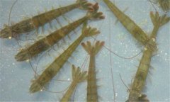 南美白對蝦病毒有哪些、怎樣防治？