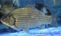 鯽魚有幾種，鯽魚種類知多少？