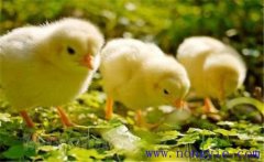 如何飼養(yǎng)小雞 怎樣讓母雞飼養(yǎng)陌生的小雞？