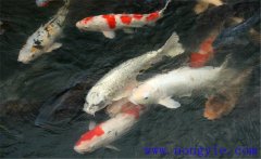 鯉魚是什么魚，鯉魚是淡水魚還是海水魚？