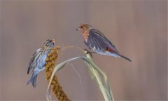朱頂雀是國(guó)家保護(hù)動(dòng)物嗎?怎么繁殖、如何飼養(yǎng)