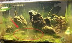 水族箱水渾濁怎么辦、用什么藥 如何布置水草