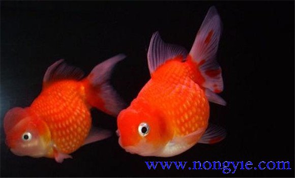 珍珠魚(yú)喂什么