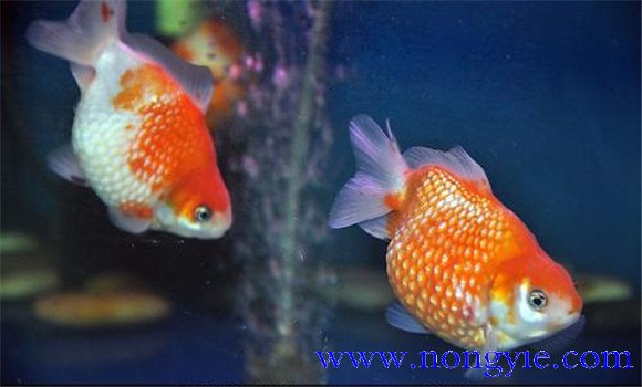珍珠魚(yú)飼養(yǎng)環(huán)境