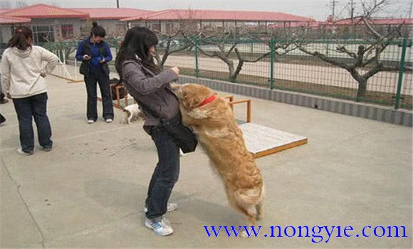 怎樣阻止狗撲人、如何糾正