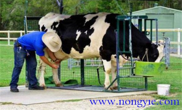母牛產后護理方法 母牛產后護理飼養(yǎng)管理要點