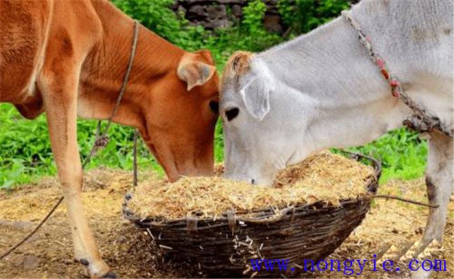 養(yǎng)牛節(jié)省草、節(jié)省飼料的九種辦法