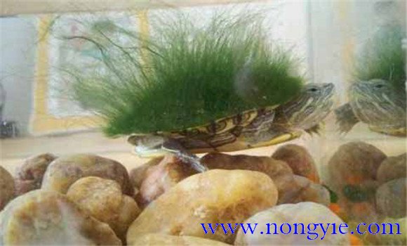 綠毛龜是保護(hù)動(dòng)物嗎、綠毛龜怎么養(yǎng)