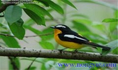 如何調(diào)教百靈鳥？百靈鳥的調(diào)教與訓(xùn)練方法