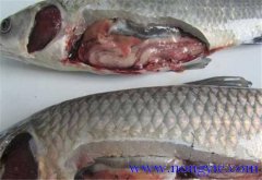 草魚出血病發(fā)病原因、癥狀、治療方法