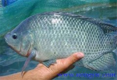 羅非魚的原產(chǎn)地是哪里，其生活習性如何？