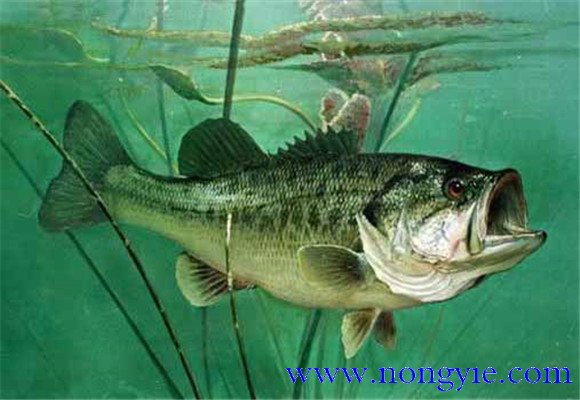 大口黑鱸養(yǎng)殖，飼養(yǎng)幼魚要注意哪些
