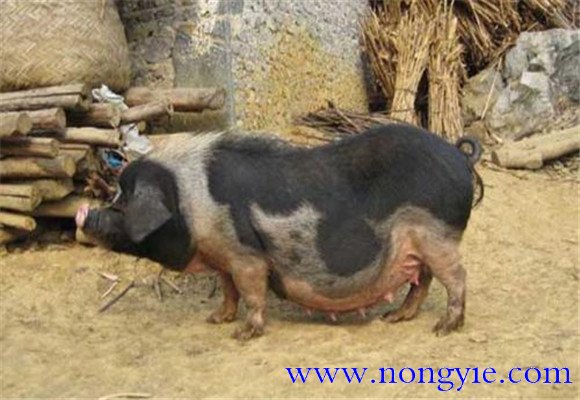 關(guān)嶺豬的產(chǎn)地、品種