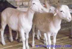 羊胃腸炎癥狀和治療的方法、病因是什么？