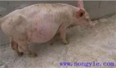 豬痹癥的癥狀表現(xiàn)有哪些，豬痹癥的治療方法