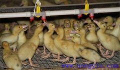 雛鴨飼養(yǎng)及管理要點(diǎn)：飼喂、溫度、飼養(yǎng)密度等