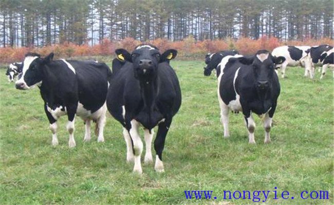 冬春季奶?？茖W(xué)飼養(yǎng)管理技術(shù)