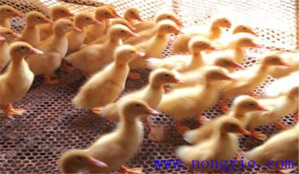 雛鴨開水、飲水注意事項(xiàng)