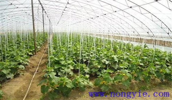如何合理施用氮肥，施氮肥注意什么