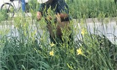 萱草要怎樣施肥？萱草的水肥管理