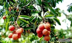 荔枝需要什么種植環(huán)境？荔枝種植技術(shù)有什么？