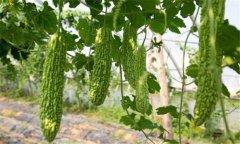 苦瓜種植技術(shù)與管理法？苦瓜該如何種植？